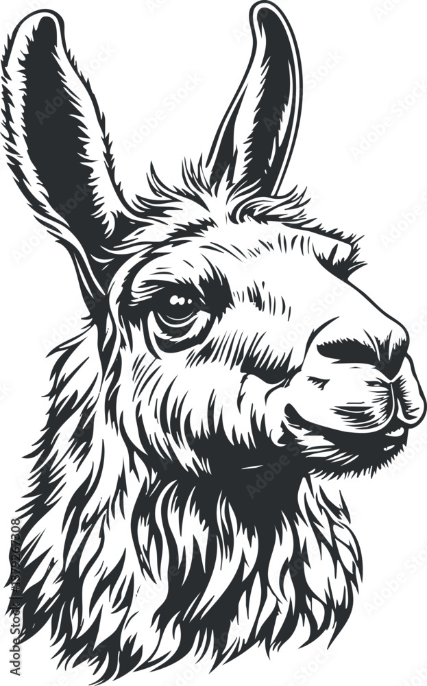 Fototapeta premium Black and white illustration of a llama head with detailed fur and expressive features.