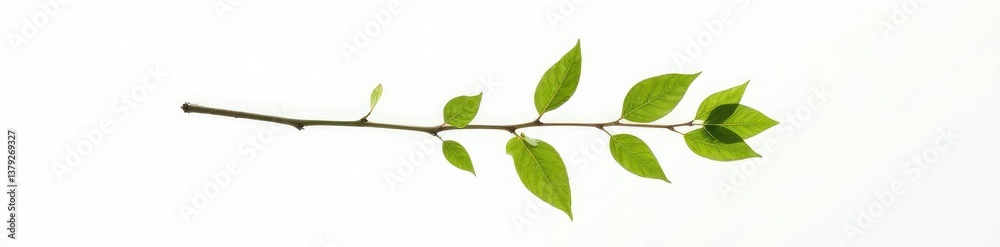 Single branch with delicate leaves isolated on white background, solitary, twig Single branch with delicate leaves isolated on white background, solitary, twig
