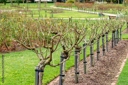 A well-maintained rose garden with rows of pruned rose bushes in their dormant winter state. The bare, trimmed rose stems are supported by wooden stakes and arranged in orderly lines with mulched beds