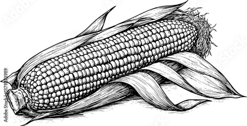 corn engraving black and white outline
