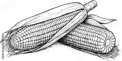 corn engraving black and white outline
