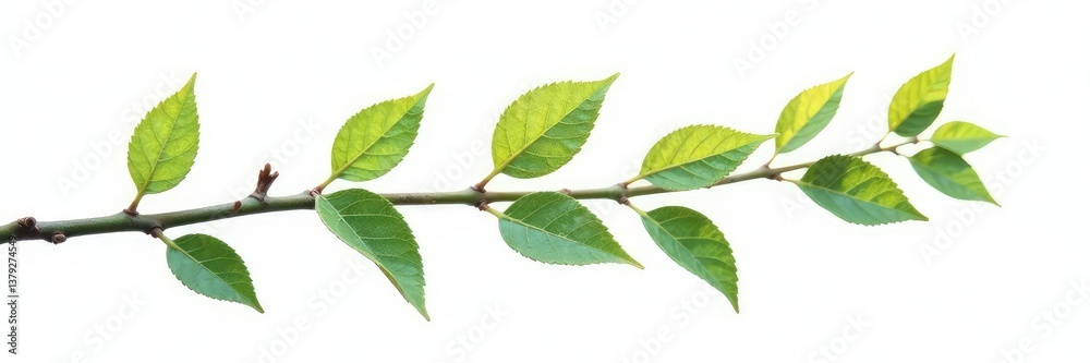 Fototapeta premium Delicate branch with tiny leaves isolated on white background, twigs, branches, nature