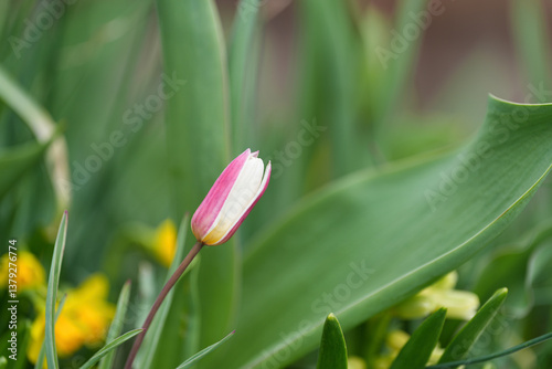 Tulips are spring-blooming perennial herbaceous bulbiferous geophytes in the Tulipa genus. photo