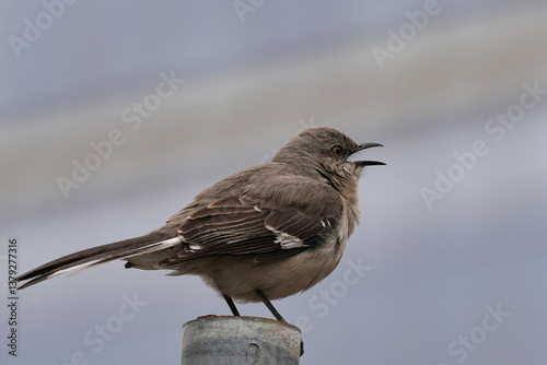 The northern mockingbird (Mimus polyglottos) is a mockingbird commonly found in North America, of the family Mimidae.  photo