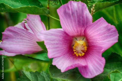 Pink holly hocks