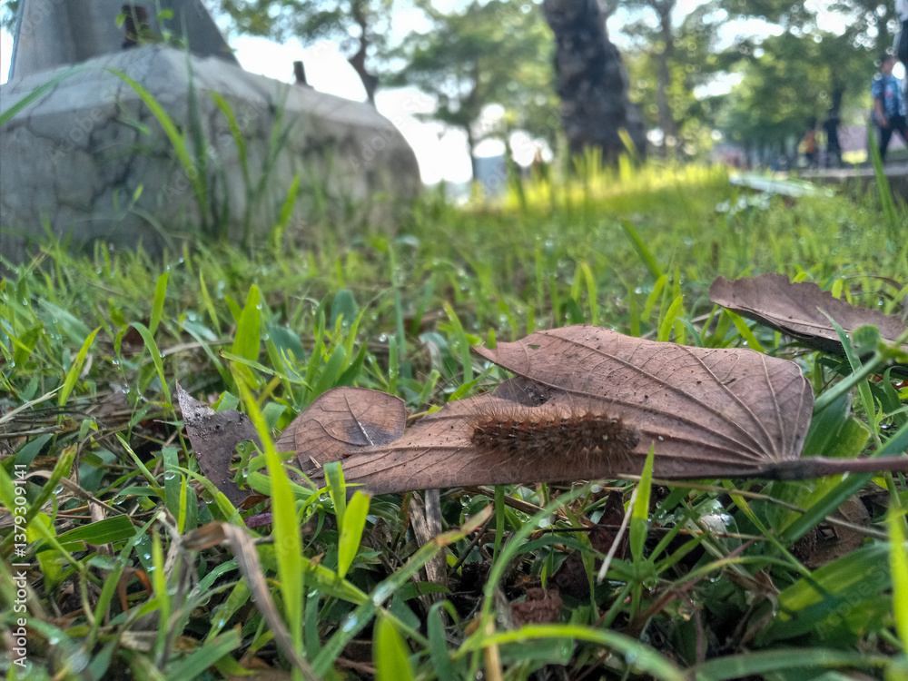 Obraz premium caterpillars on dry leaves