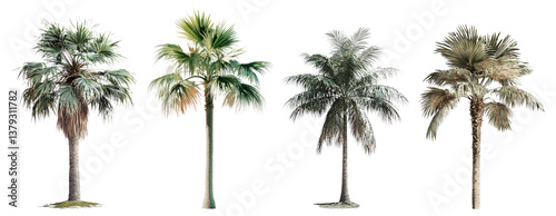 Diverse Collection of Tropical Palm Trees Isolated on White Background, Isolated on Transparent Background
