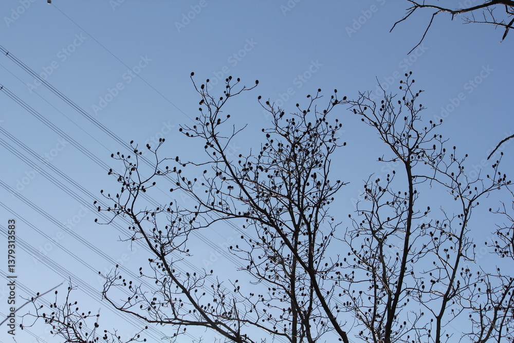 Obraz premium Image of trees blooming on the Daecheongcheon Stream trail in winter