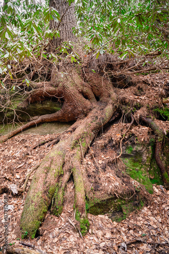 Large tree roots growing over a rock surrounded by dead leaves photo