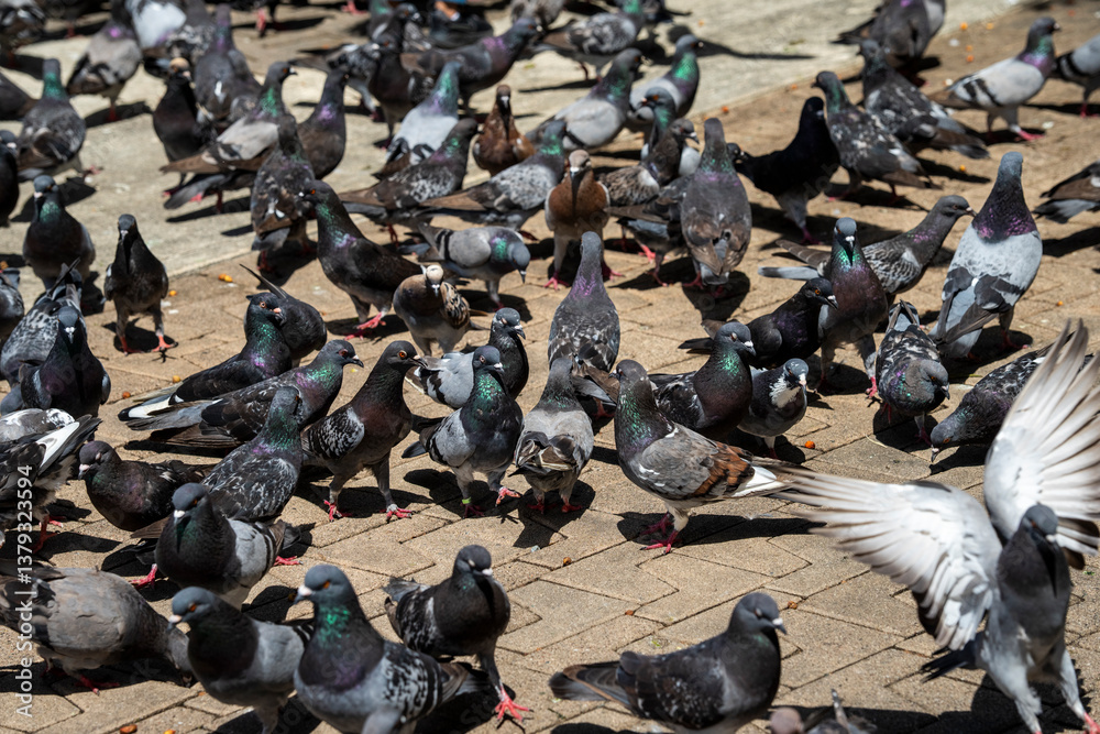 Parque de las Palomas pigeon park Parque de las Palomas pigeon park