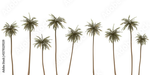 Various coconut palm trees isolated on white background graphic illustration.