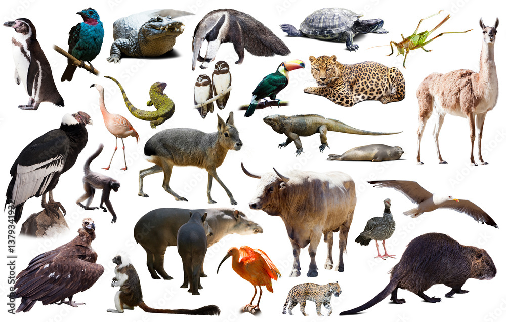 Fototapeta premium Set of spectacled caiman, tapir and other animals of South America over white background
