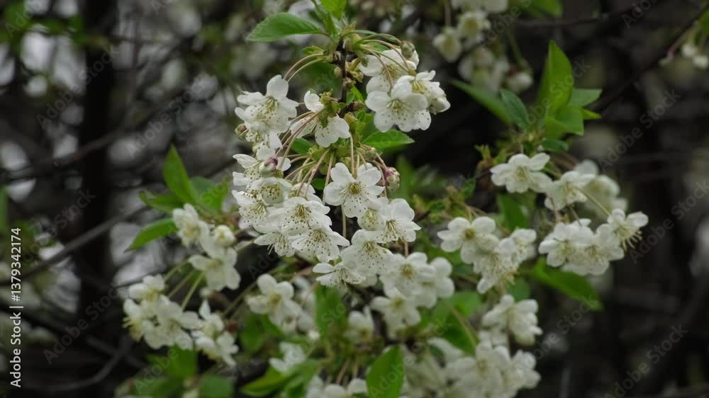 Cherry Blossom Trees in Full Bloom on a Spring Day. Cherry Trees Blooming with White Flowers in Early Spring