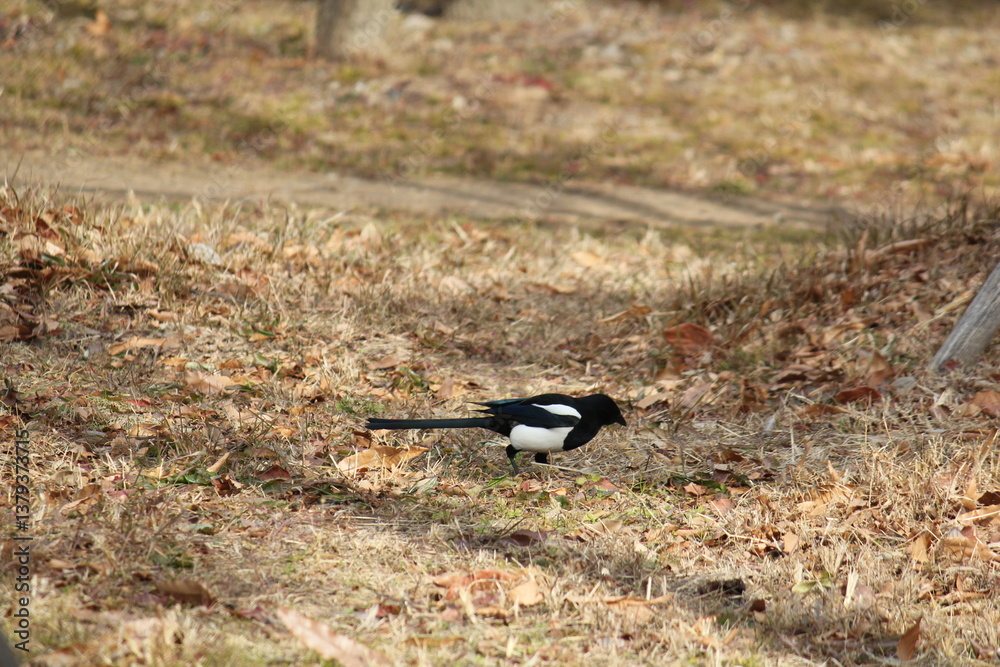 Obraz premium Image of a magpie searching for food on the Daecheongcheon Stream trail