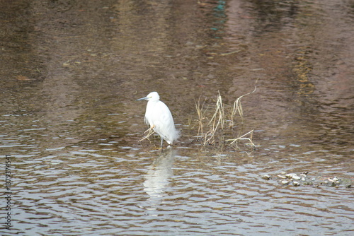 Image of a little egret searching for food on the Daecheongcheon Stream trail.