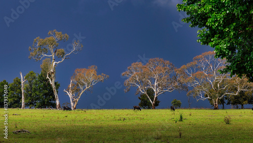 Foto White eucalypt contrasted against stormy sky near Armidale, New England, New Sou