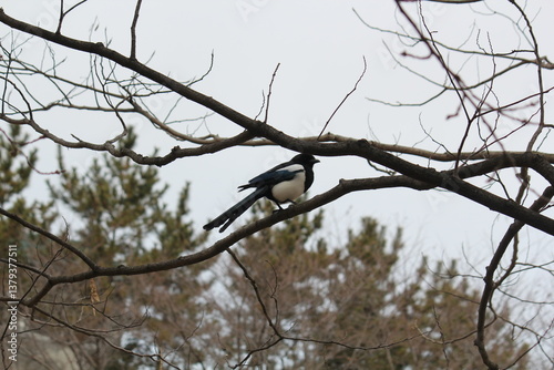 Image of a magpie sitting on a tree branch on the Daecheongcheon Trail 

