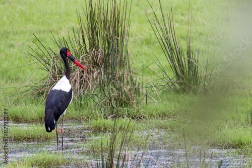 Tall Saddle billed Stork bird in the Arusha national park, Tanzania. photo