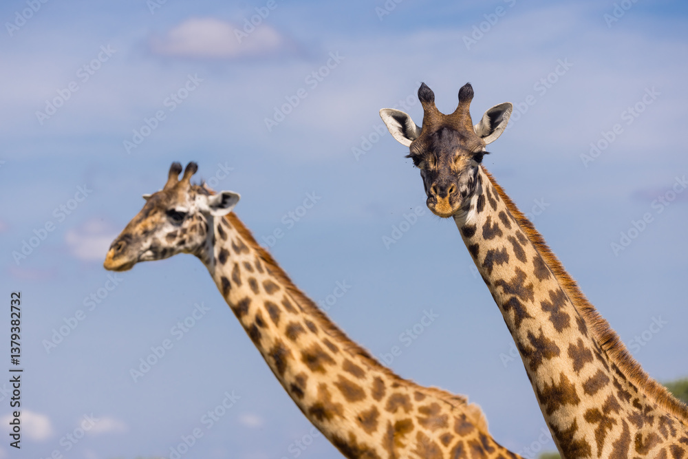 Two Giraffes against blue sky in Serengeti national park, Tanzani. Two Giraffes against blue sky in Serengeti national park, Tanzani.