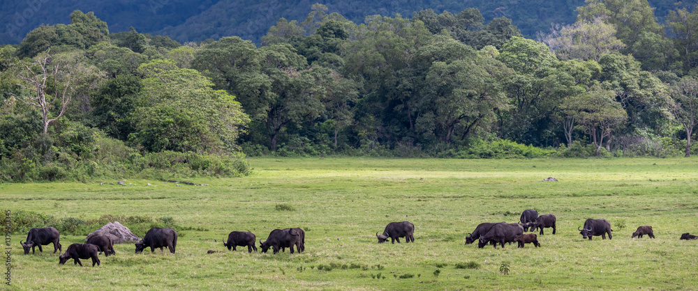 Panoramic view of herd of Buffalos in l Arusha national park, Tanzania. Panoramic view of herd of Buffalos in l Arusha national park, Tanzania.