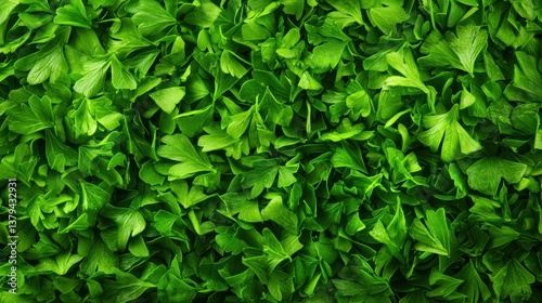 Fresh green parsley leaves background texture