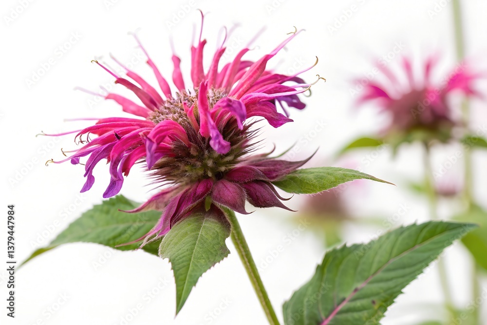 Obraz premium bee balm isolated on white background