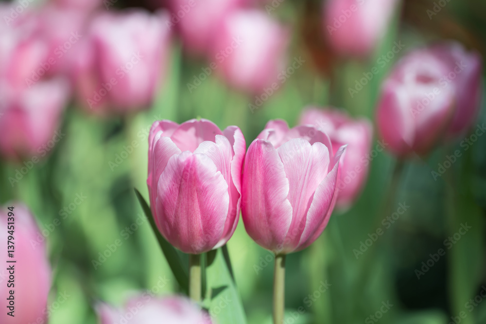 Pink tulips blooming at ornamental garden in spring time, Flower background Pink tulips blooming at ornamental garden in spring time, Flower background