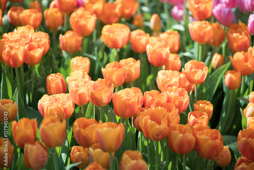 Orange tulips blooming at ornamental garden in spring time, Flower background