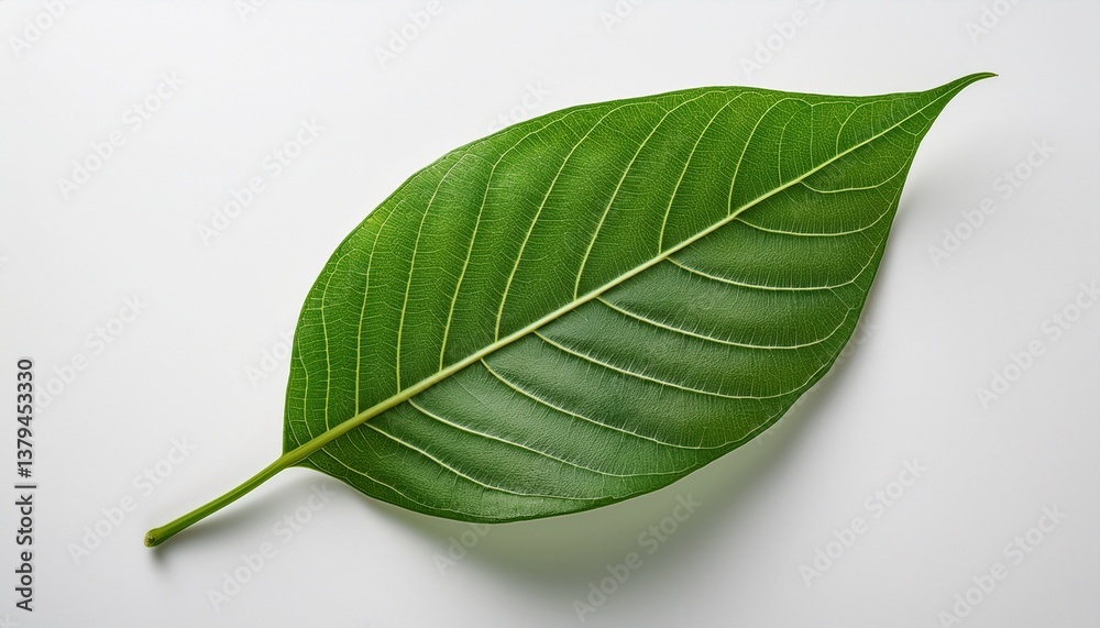 Obraz premium green leaf on white background
