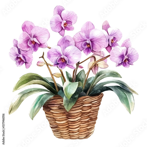 watercolor vector of Orchid bouquet in a basket, isolated on a white background. Orchid bouquet in a basket vector
