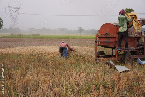 farmers engaged in the harvesting process, specifically separating grains from stalks using a threshing machine