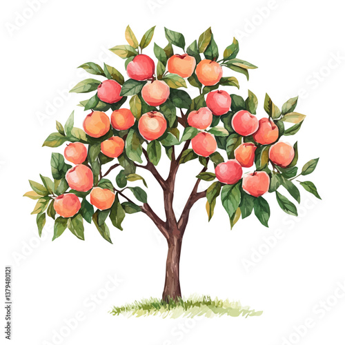 watercolor vector of Peach tree, isolated on a white background. Peach tree vector
