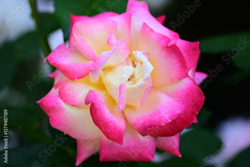 Fototapeta Naklejka Na Ścianę i Meble -  薔薇の花
