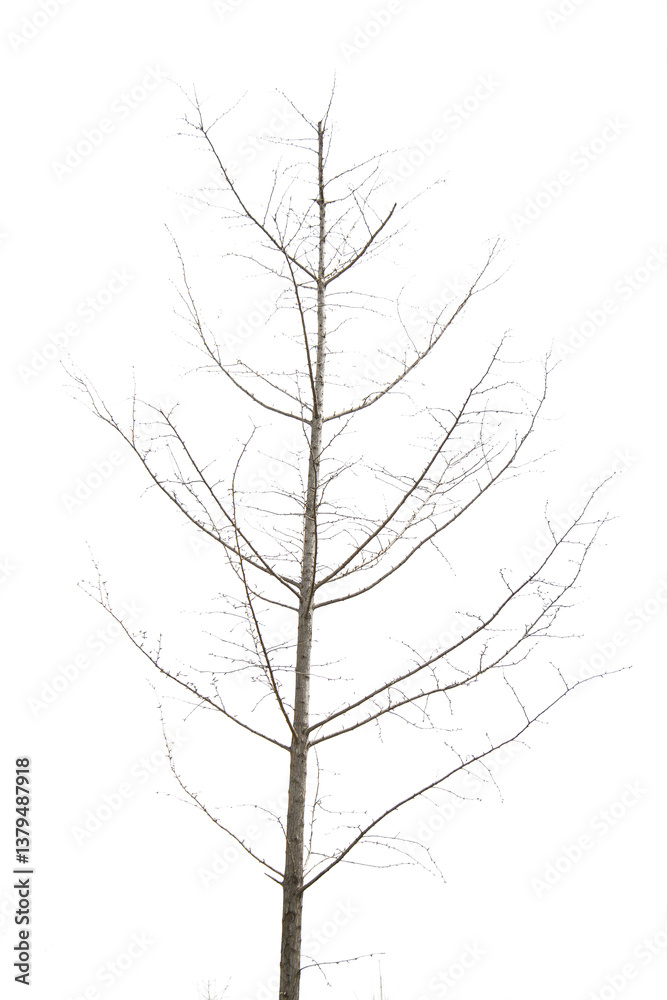 Obraz premium tree isolated on white