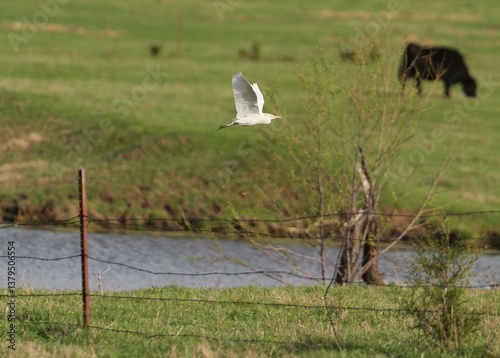 A Heron Flying Above a Pond in South Central Oklahoma
