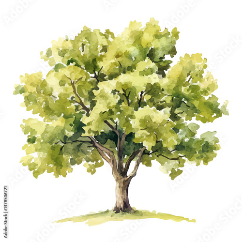 watercolor vector of Plane tree, isolated on a white background. Plane tree vector
