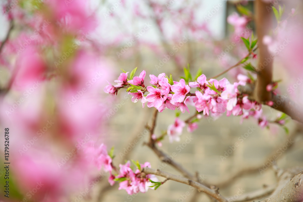 In full bloom in the peach blossom In full bloom in the peach blossom