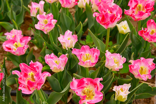 Spring blooming tulip field. Flowers tulips,  Spring floral background.