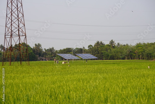 solar panels in a rice or paddy field, likely used for irrigation or other agricultural purposes, alongside an electricity transmission tower