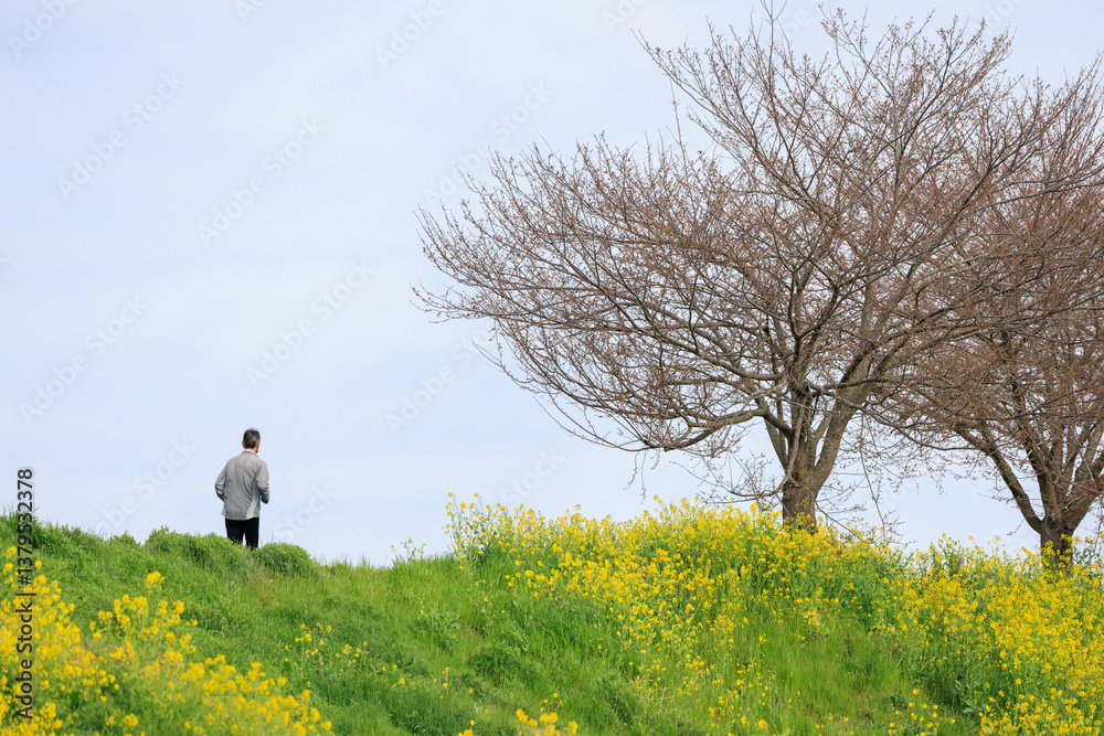 Obraz premium 菜の花の咲く道をジョギングする人
