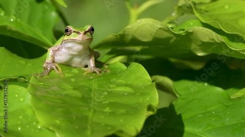 草の上にいるアマガエルの4Kスローモーション動画