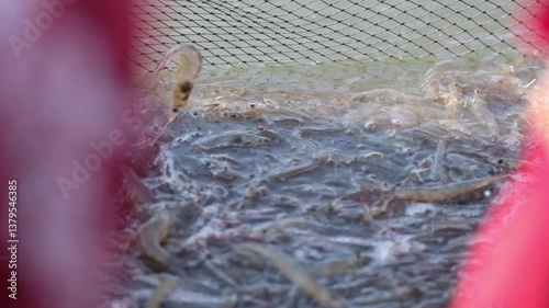 Farmers catch shrimp in the pond when they reach the size that the market demands.