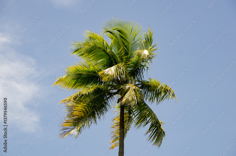 Fototapeta premium Beautiful natural landscapes with river and dense vegetation of the Atlantic Forest of Baixio Village. North coast, Coconut Coast, Bahia - Brazil