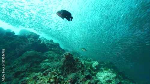 Curious exotic fish discovers bottom with rocks and corals