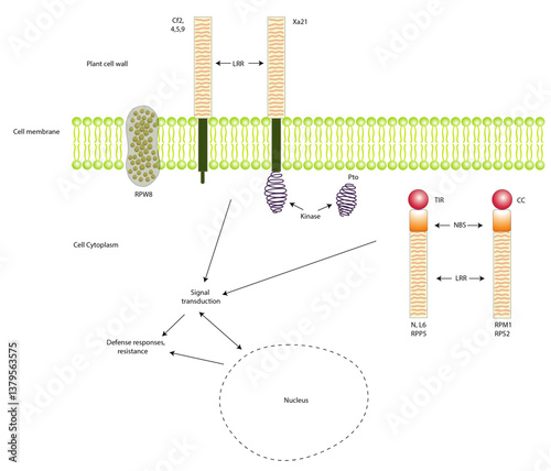 Schematic diagram of the structure and cell location of the six types of R-coded receptor proteins