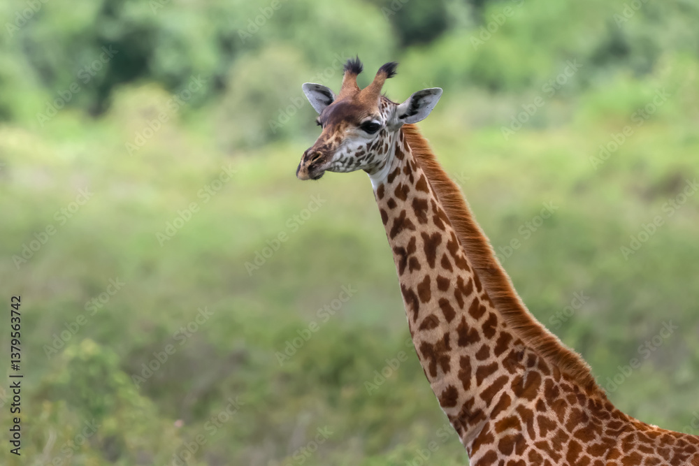 Tall Giraffe in Arusha National park, Tanzania. Tall Giraffe in Arusha National park, Tanzania.