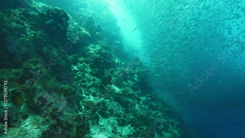 Wallpaper Mural Dynamic sardines school swim above rocky ocean floor Torontodigital.ca