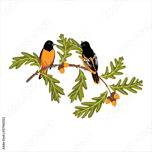 vector drawing tree branch of white oak with green leaves and acorns and Baltimore oriole birds isolated at white background, Quercus alba, hand drawn illustration