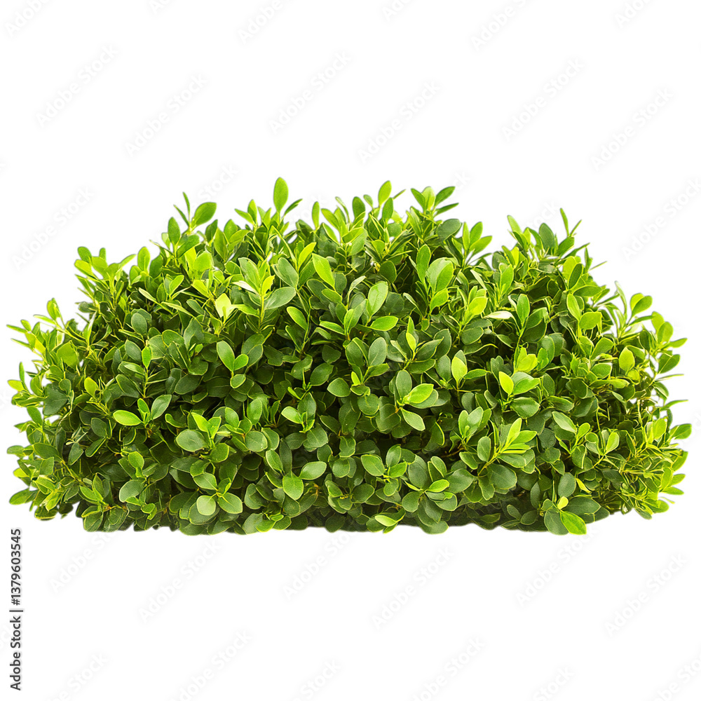 Obraz premium fresh green leaves isolated on transparent background png