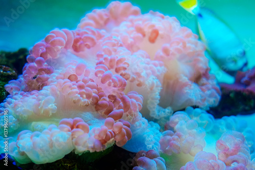 Colorful Coral Reefs, Sea Anemones, Underwater Ecosystems macro view